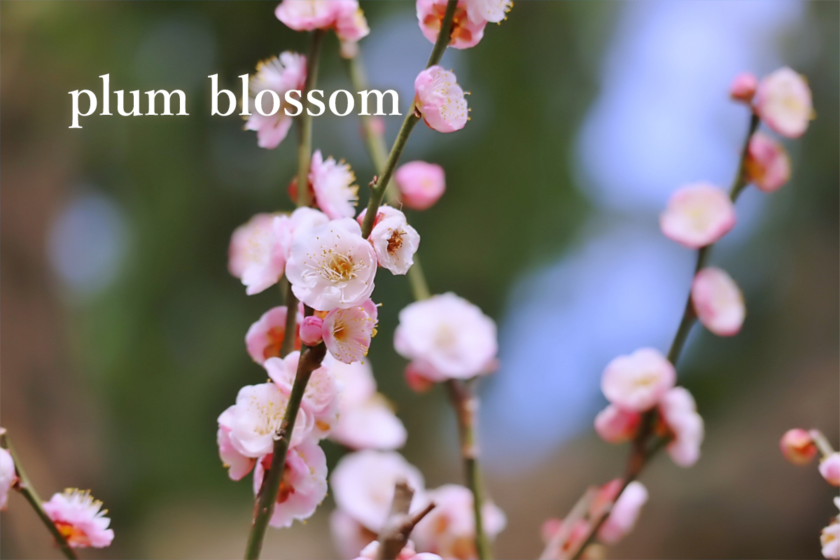 Difference between plum blossom, cherry blossom and peach blossom