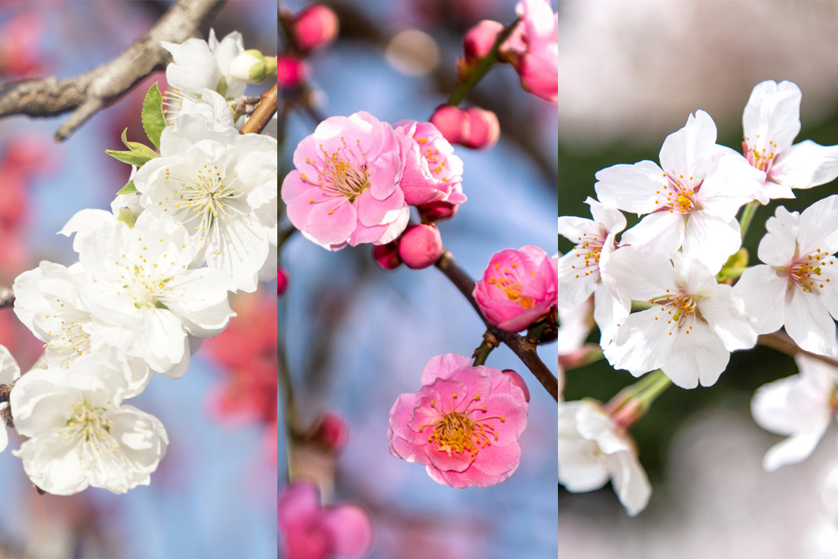 Difference between plum blossom, cherry blossom and peach blossom