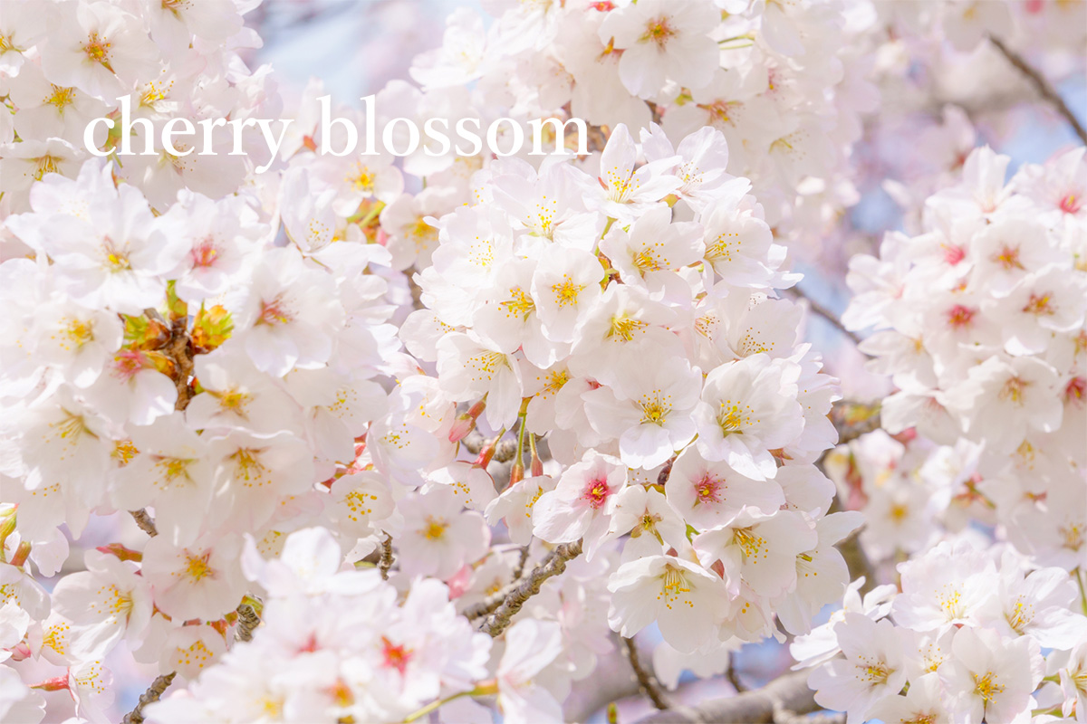 the cherry blossom, which is also the national flower of Japan