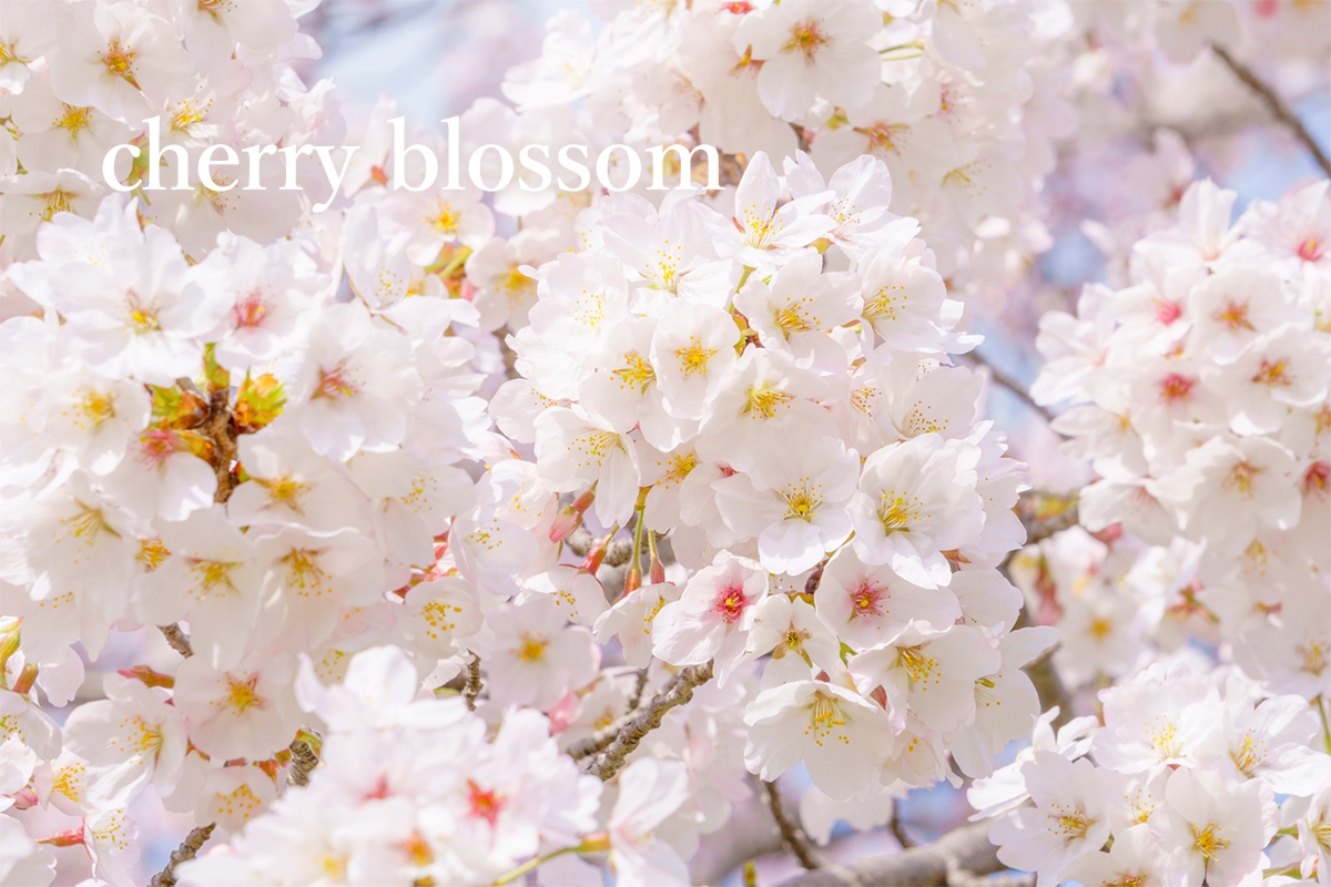 Difference between plum blossom, cherry blossom and peach blossom