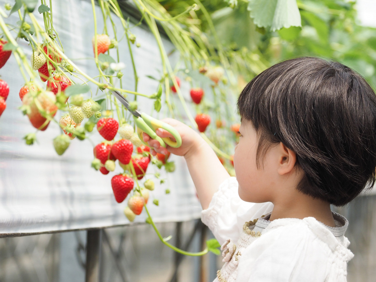 In spring, "strawberry picking" begins in many parts of Japan.