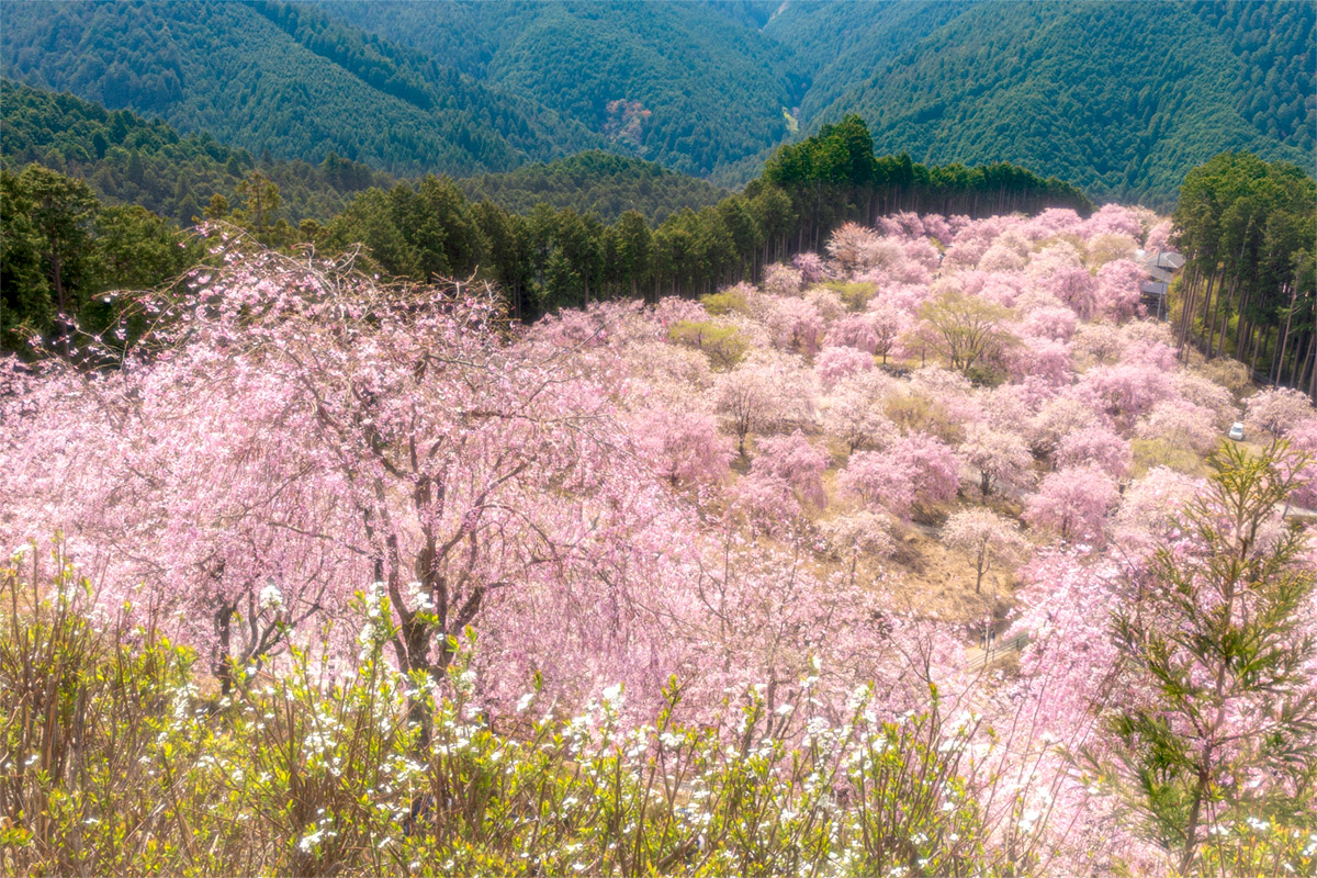 Takami no sato