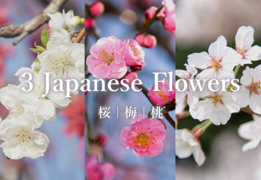 Cherry Blossoms Vs Plum Blossoms What s The Difference 