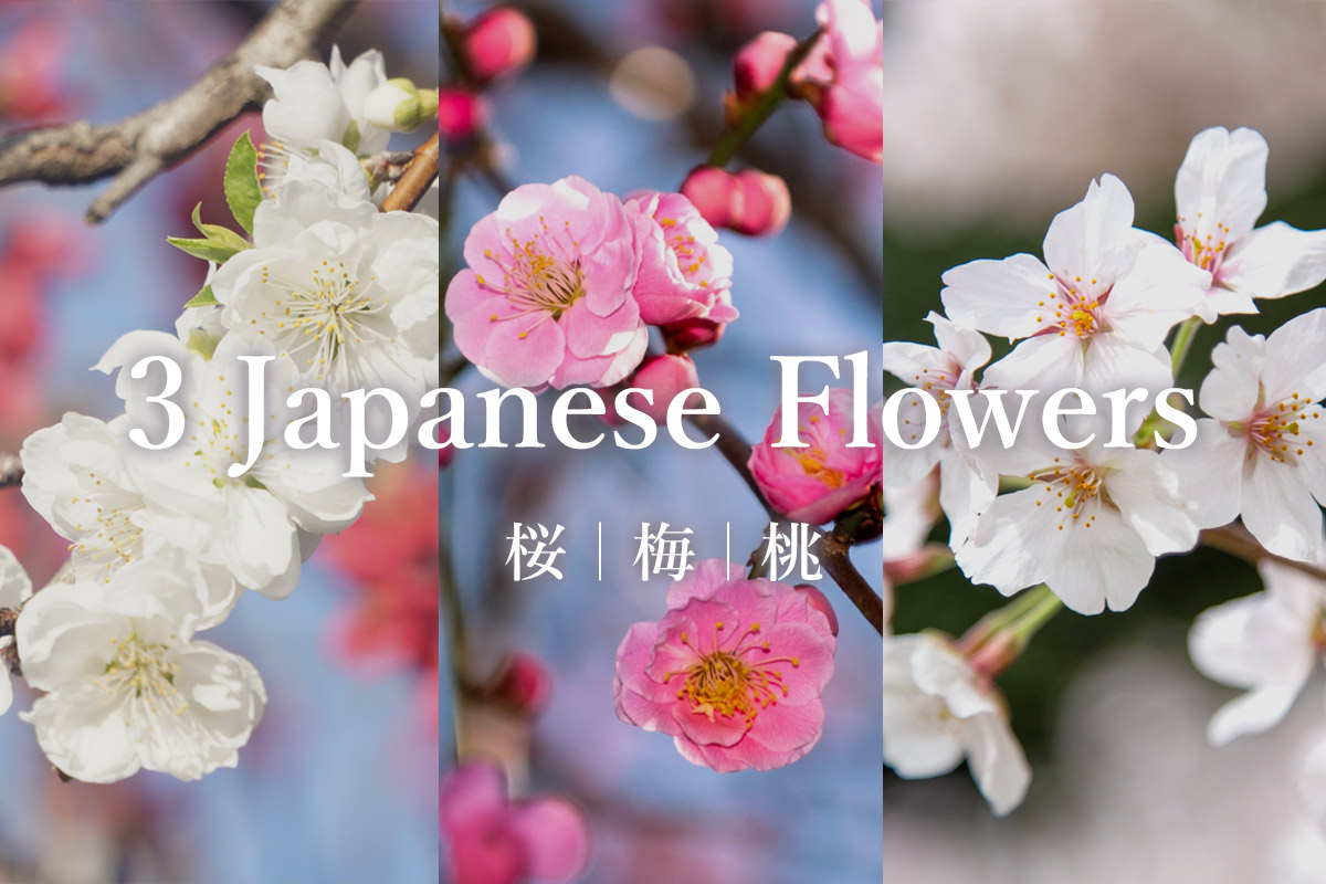 3 Japanese flowers