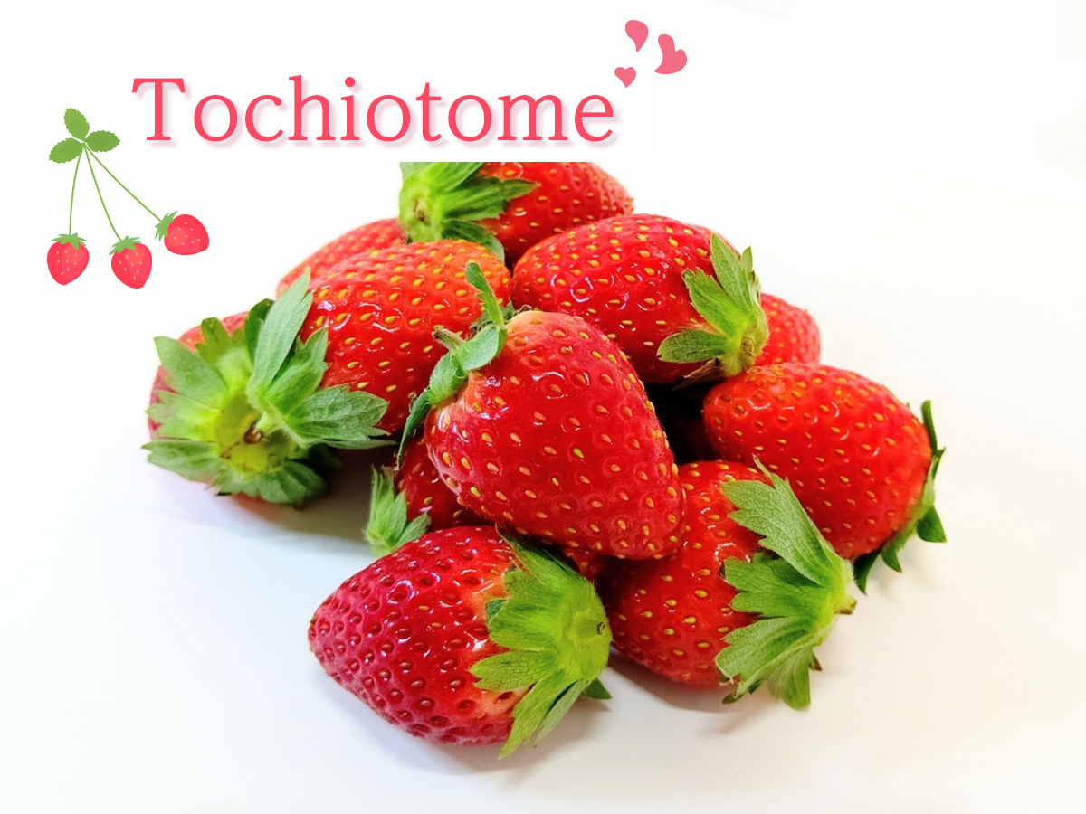 Tochiotome