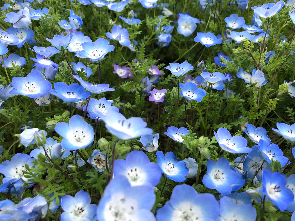 When I carefully observed the nemophila, I discovered that it comes in many different colors.