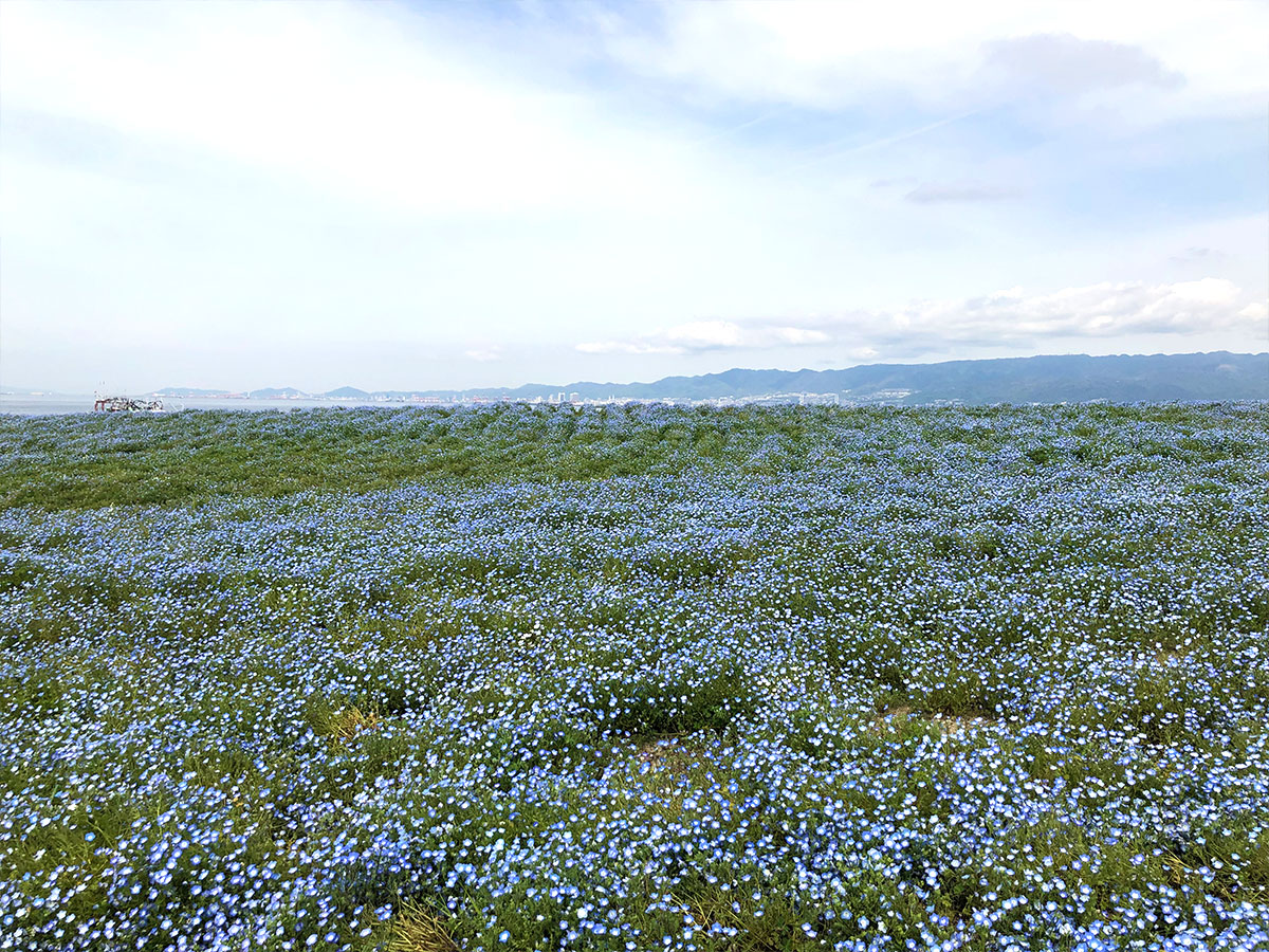 I took a slow walk and observed the flowers up close and took pictures.