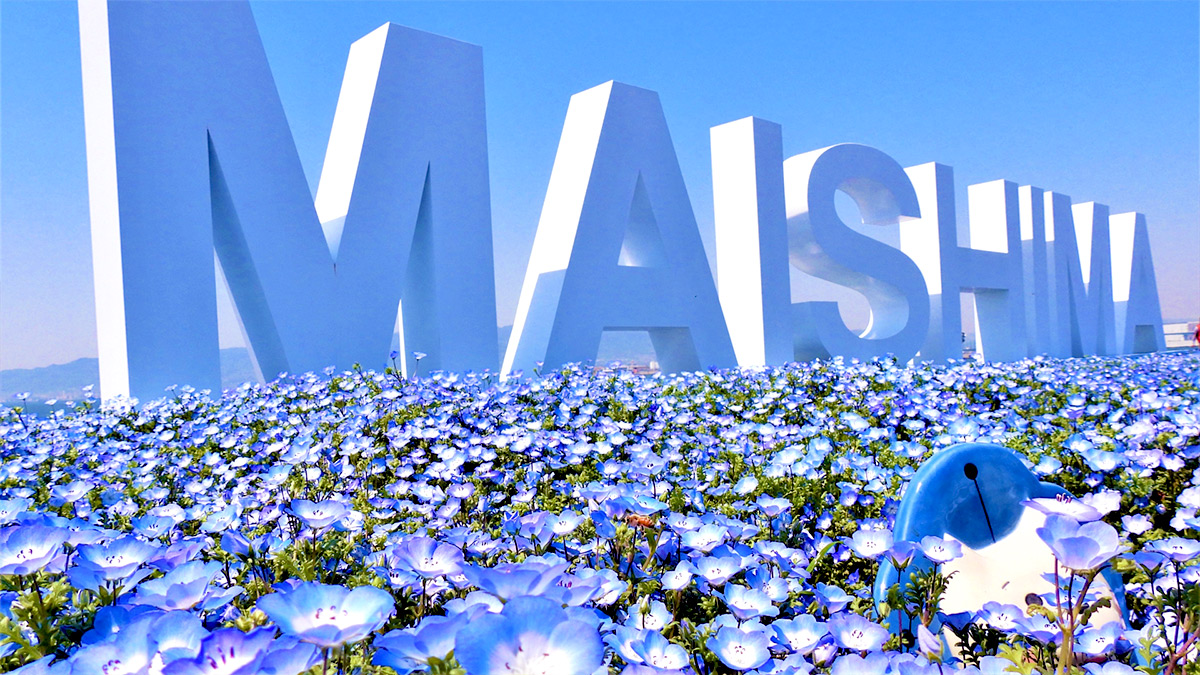 Nemophila in japan