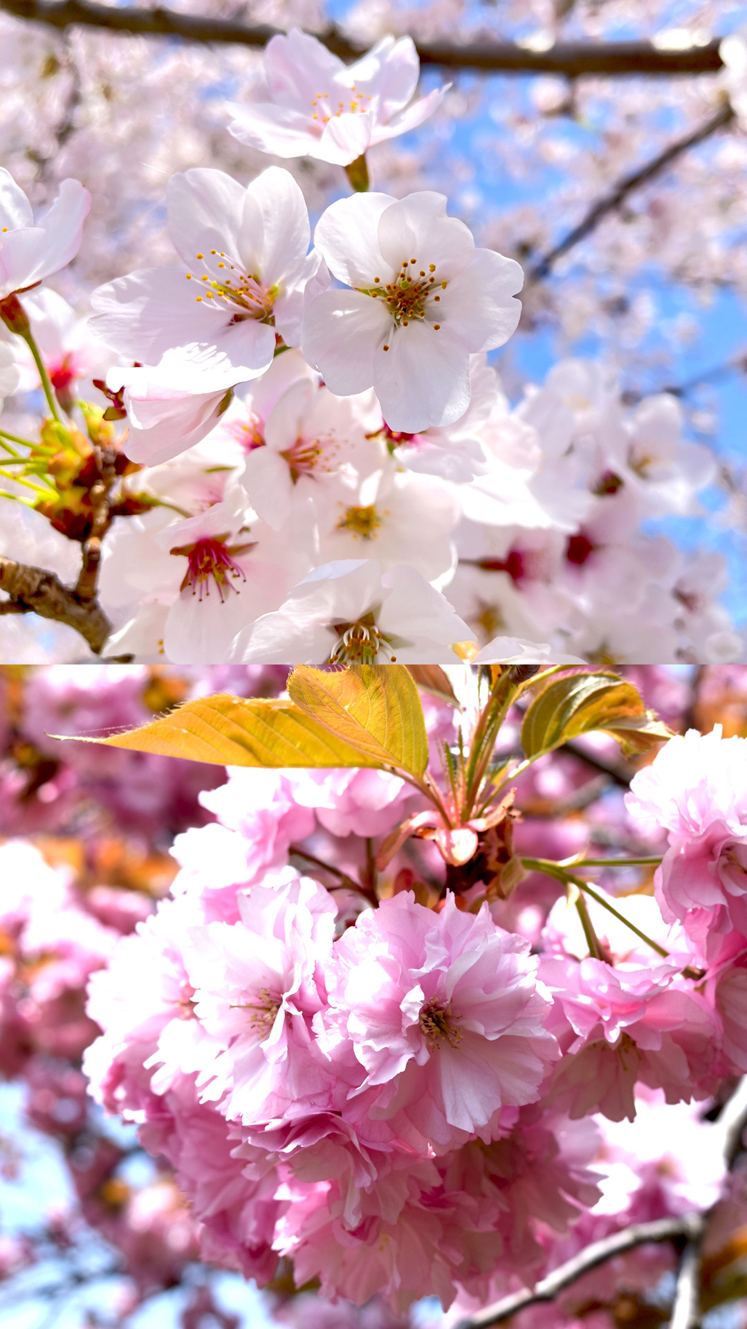 Comparing Someiyoshino and Yaezakura cherry trees