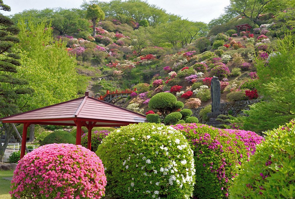 Azalea(Tsutsuji)