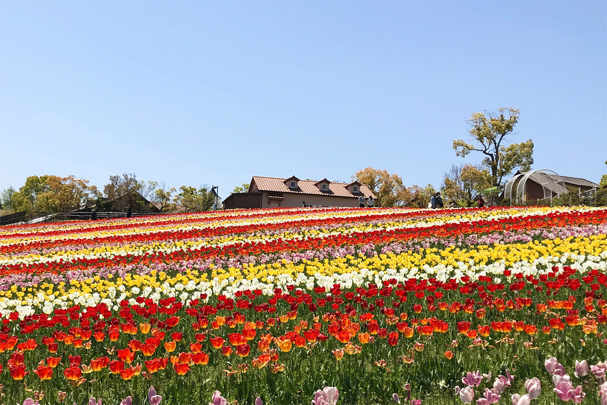 turip in JAPAN