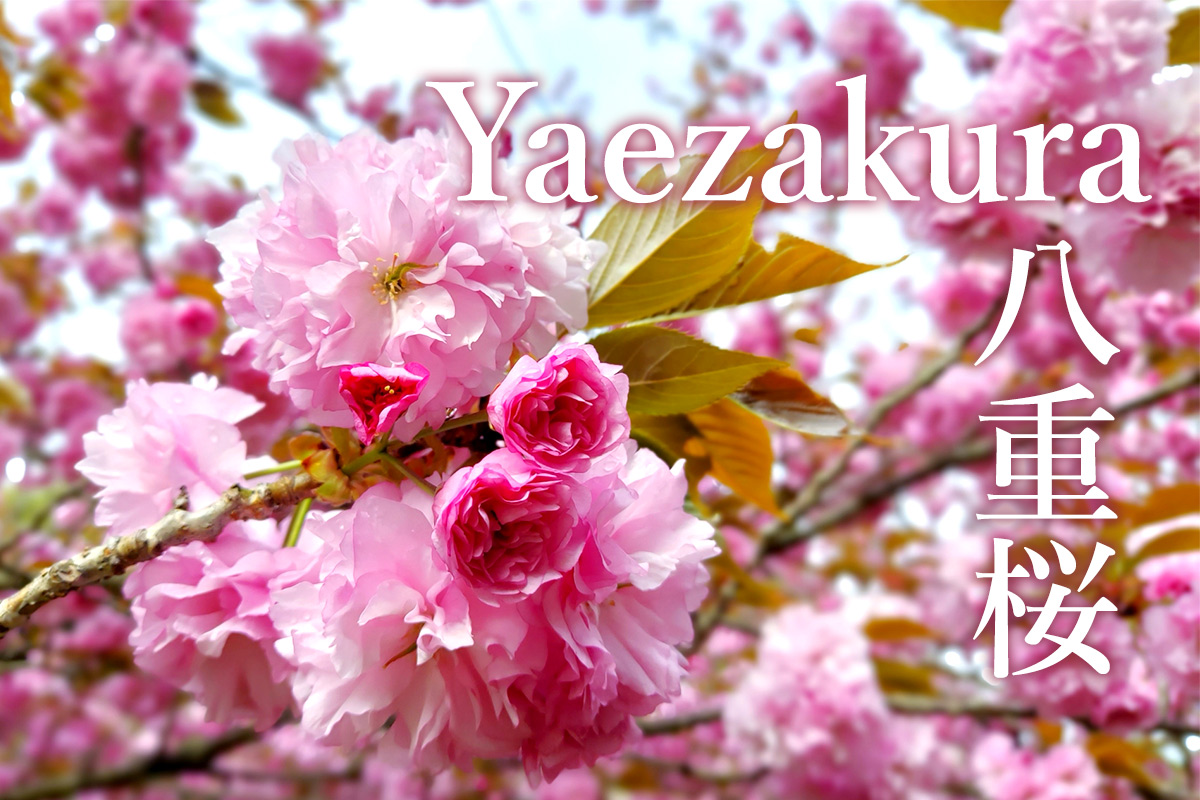 yaezakura