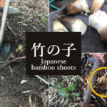 Japanese bamboo shoots