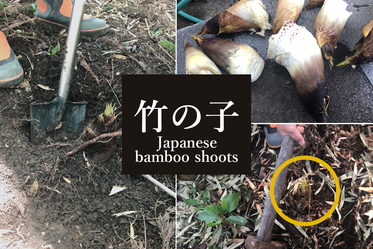 Japanese bamboo shoots