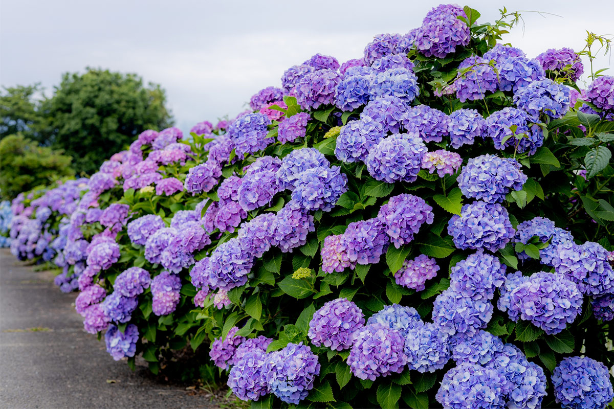 Japanese hydrangea