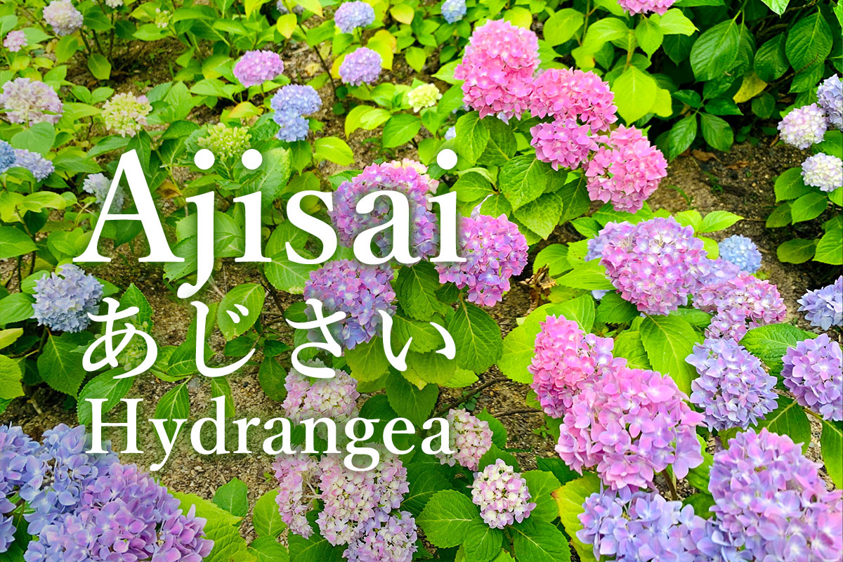 3 Ajisai Dera Hydrangea Temples In Japan Kodawari Times