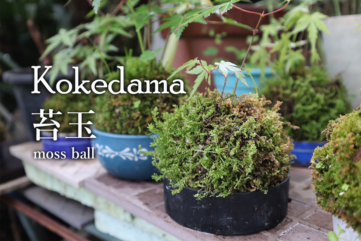 kokedama