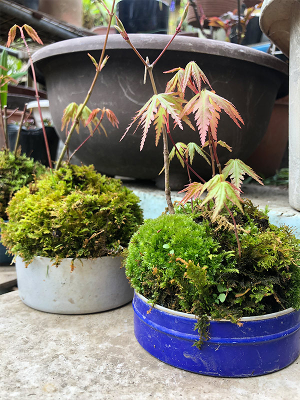 Japan Nakama  The Kokedama: A Japanese Zen Garden in a Ball