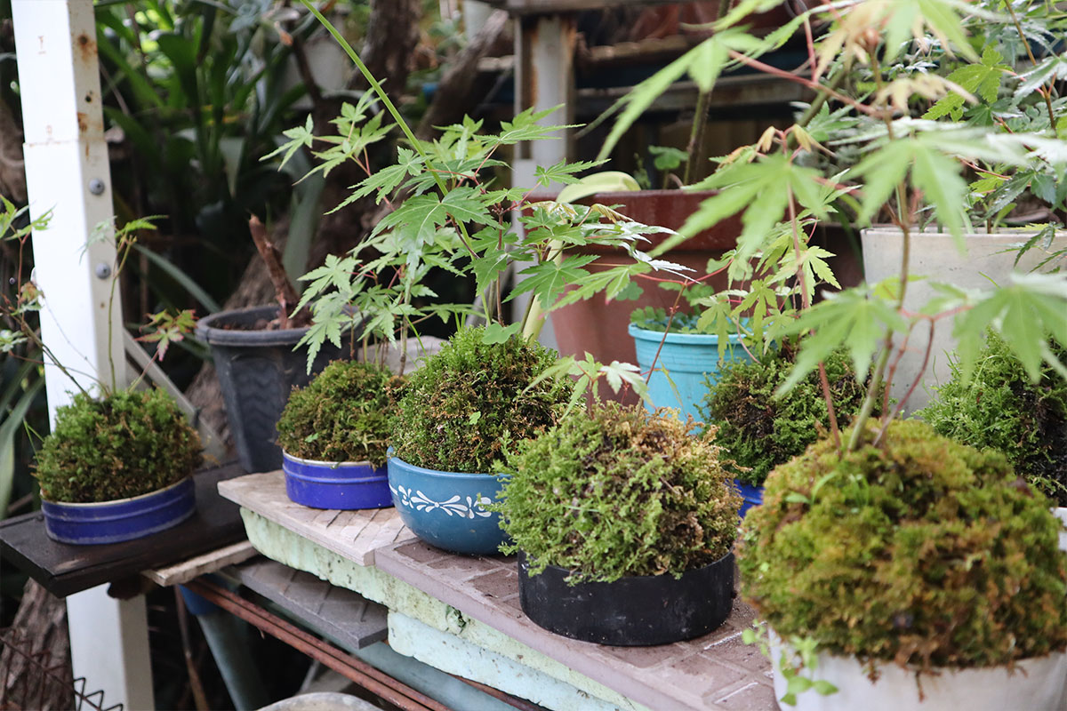 Japan Nakama  The Kokedama: A Japanese Zen Garden in a Ball