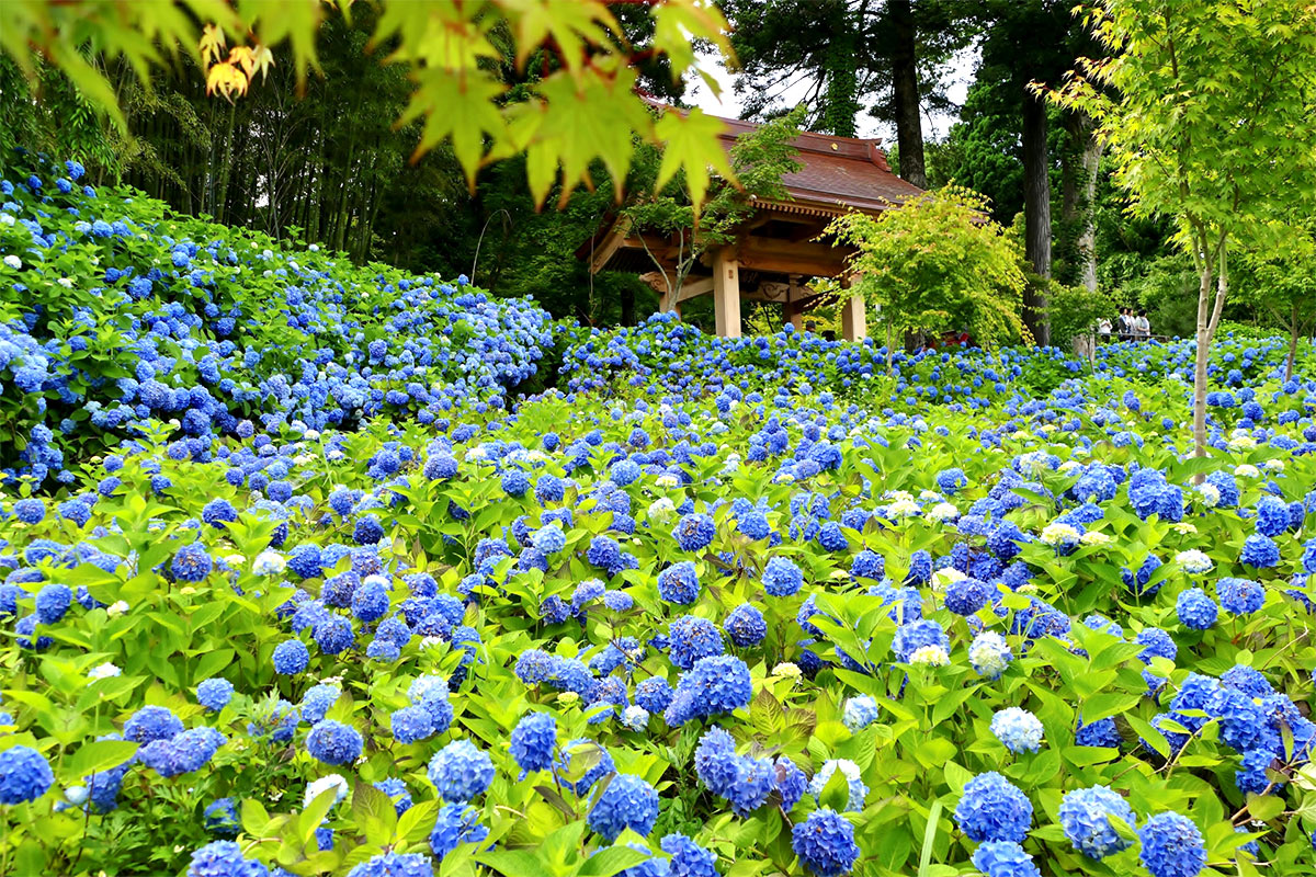 Japan's Rainy Season (Tsuyu or Baiu)