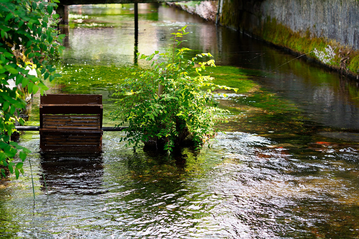 Baikamo grows on a river called the Jizo River.