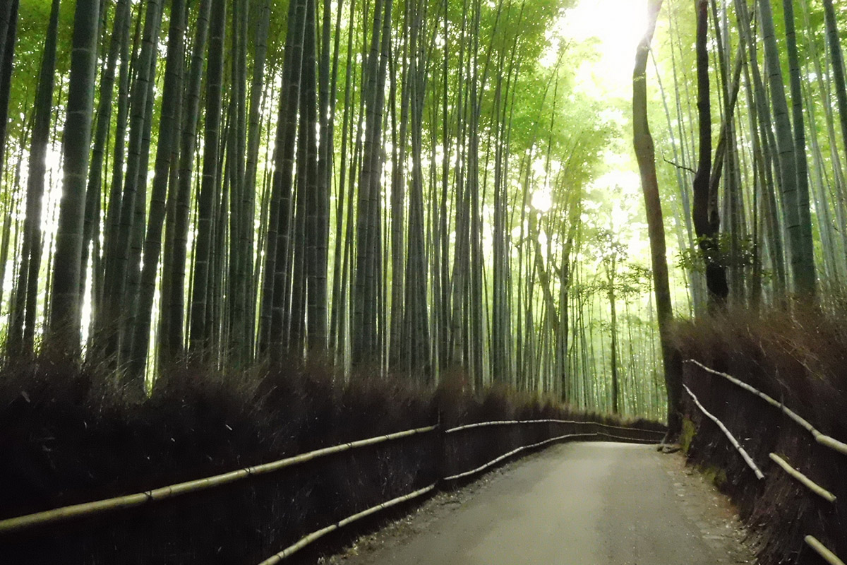 Bamboo grove path in Arashiyama