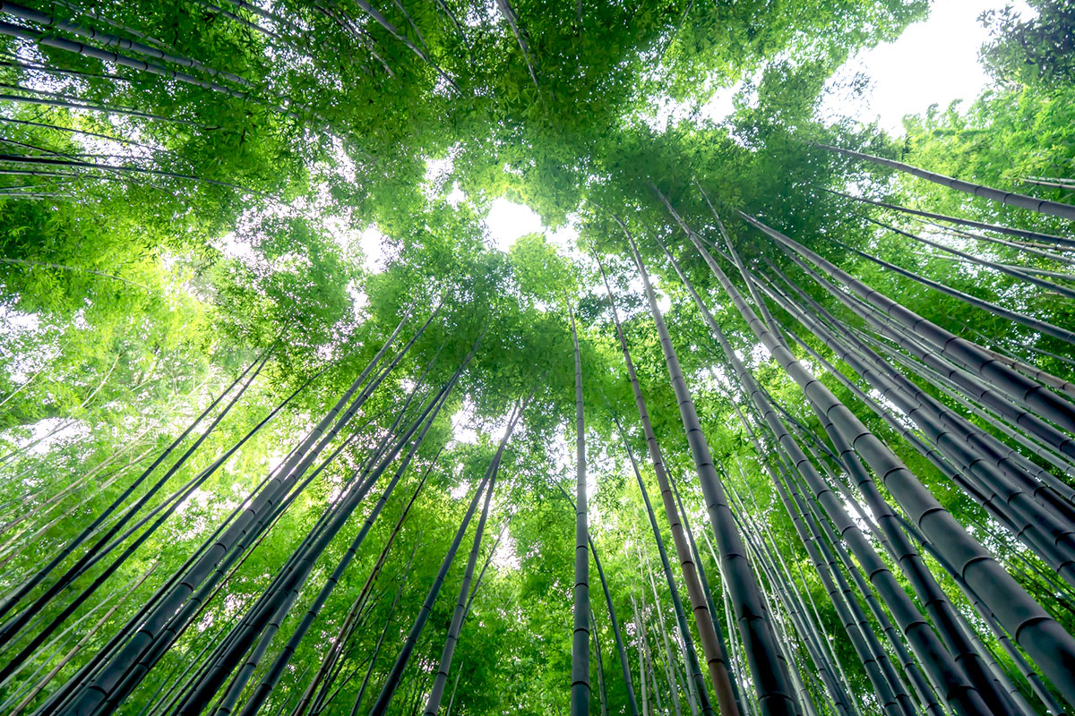 Arashiyama