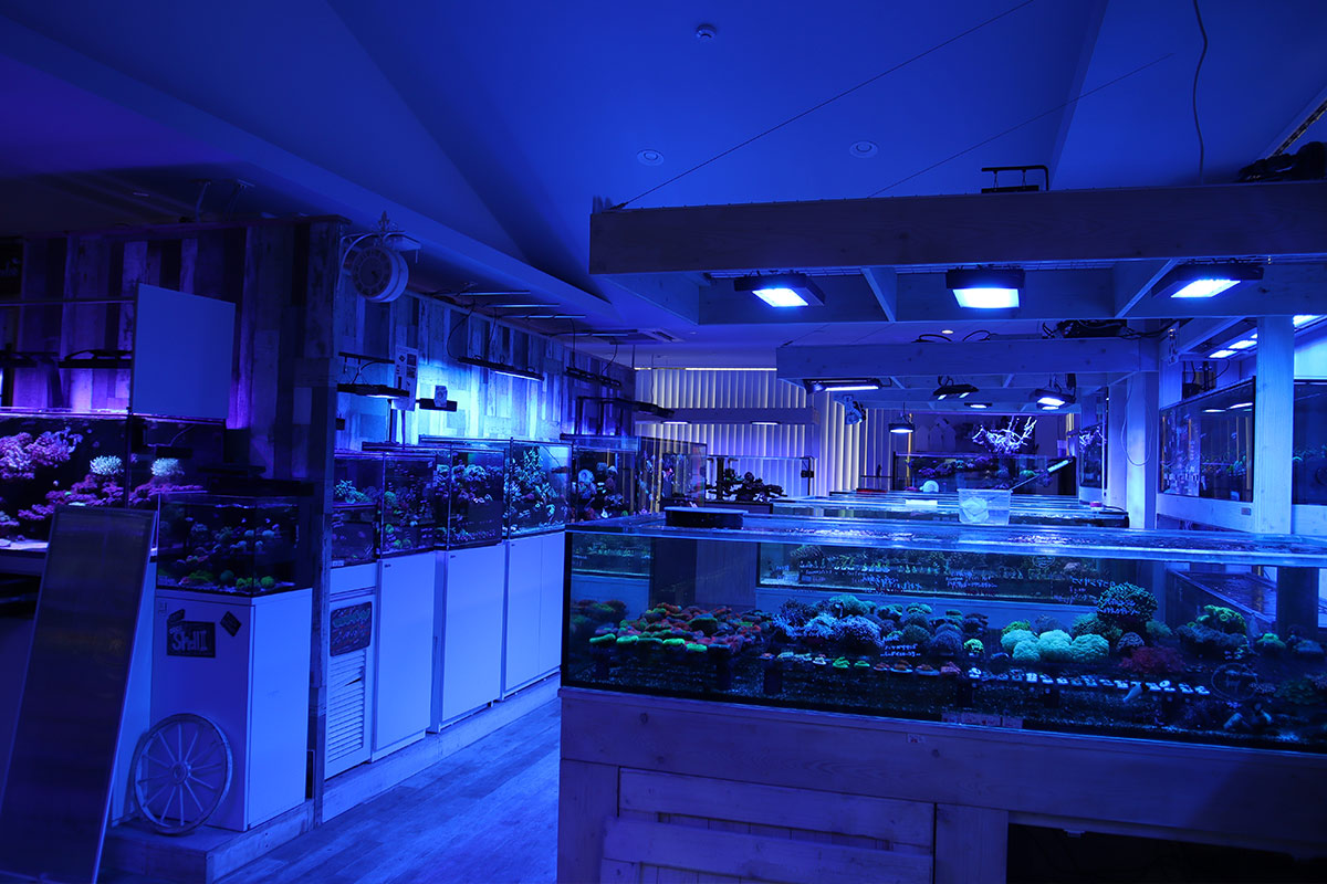 The saltwater fish area was also very large, with a variety of ornamental fish and layout items for sale.