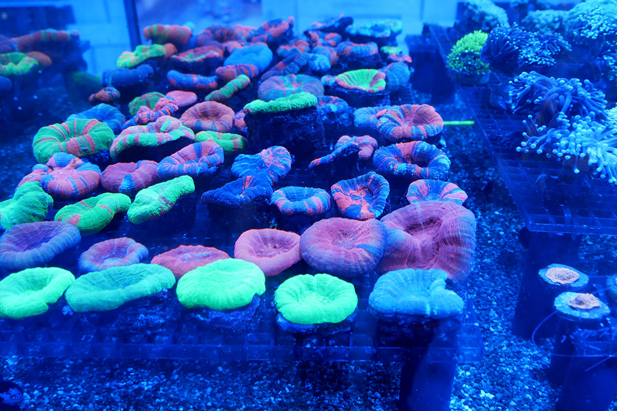 Colorful corals are so pretty!