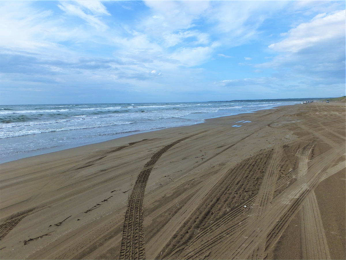 Each grain of sand tightens as it contains seawater. Large buses can drive on the sand.