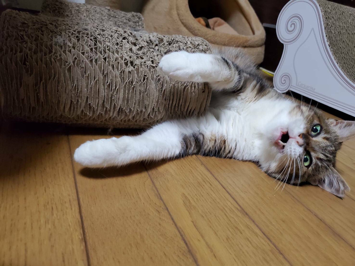 This cat is clever enough to go to the trouble of opening the bag and stealing the bread.