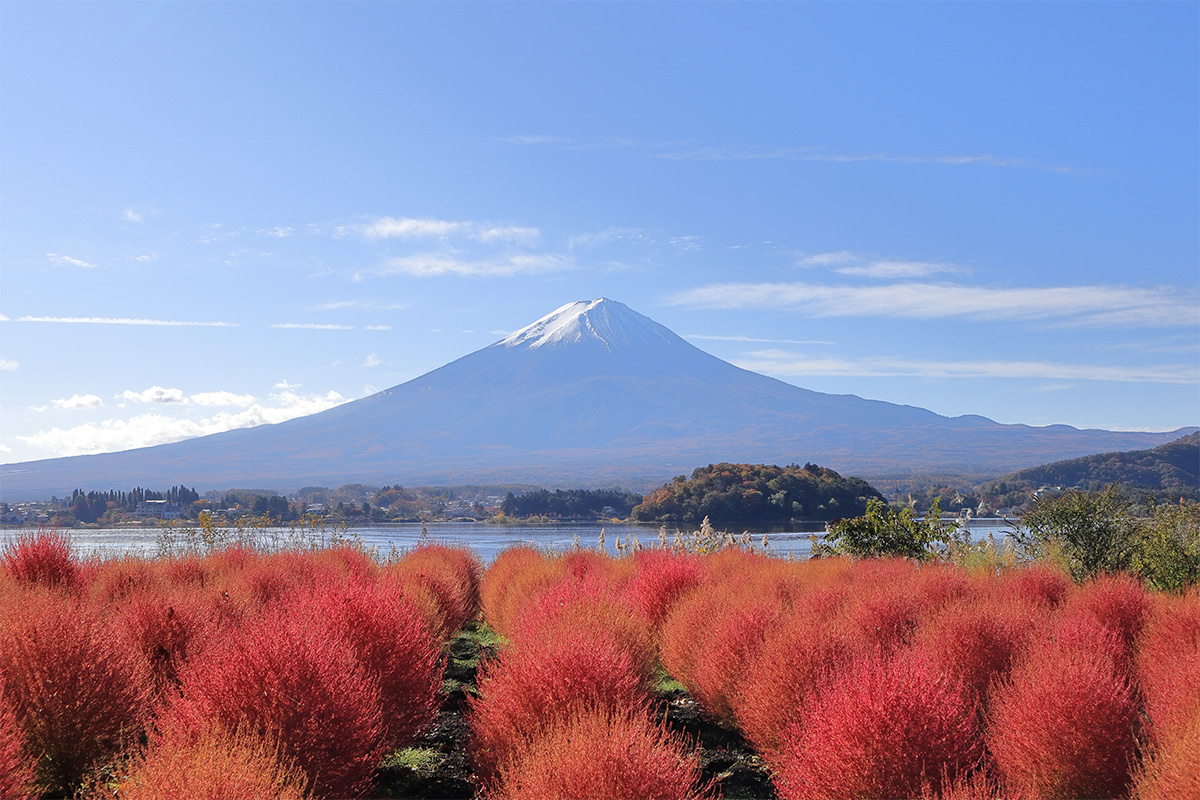 Oishi Park(Yamanashi)