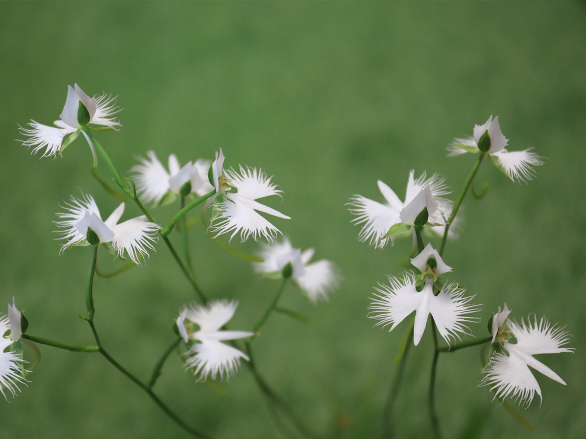 I believe the name "sagi grass" was given to this flower because of its resemblance in shape to a bird called "Shirasagi(egret)" that flies to Japan.