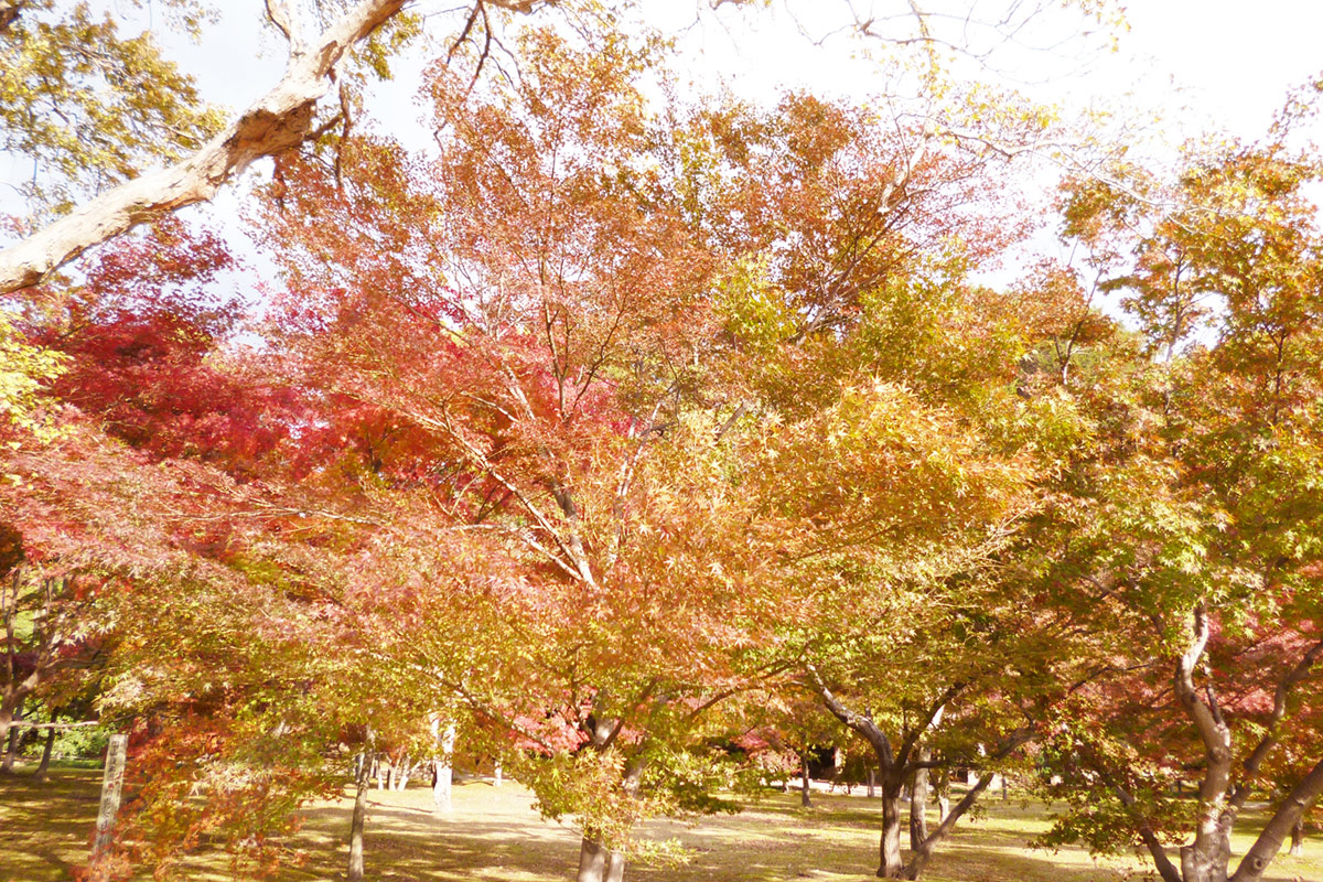 kourakuen-leaves