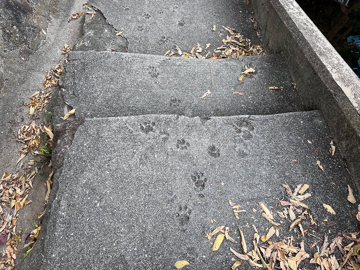 There are many theories as to the origin of the name, but one is that when the road was paved, cats passed through before the road was dry, so many cat tracks were left in the alley
