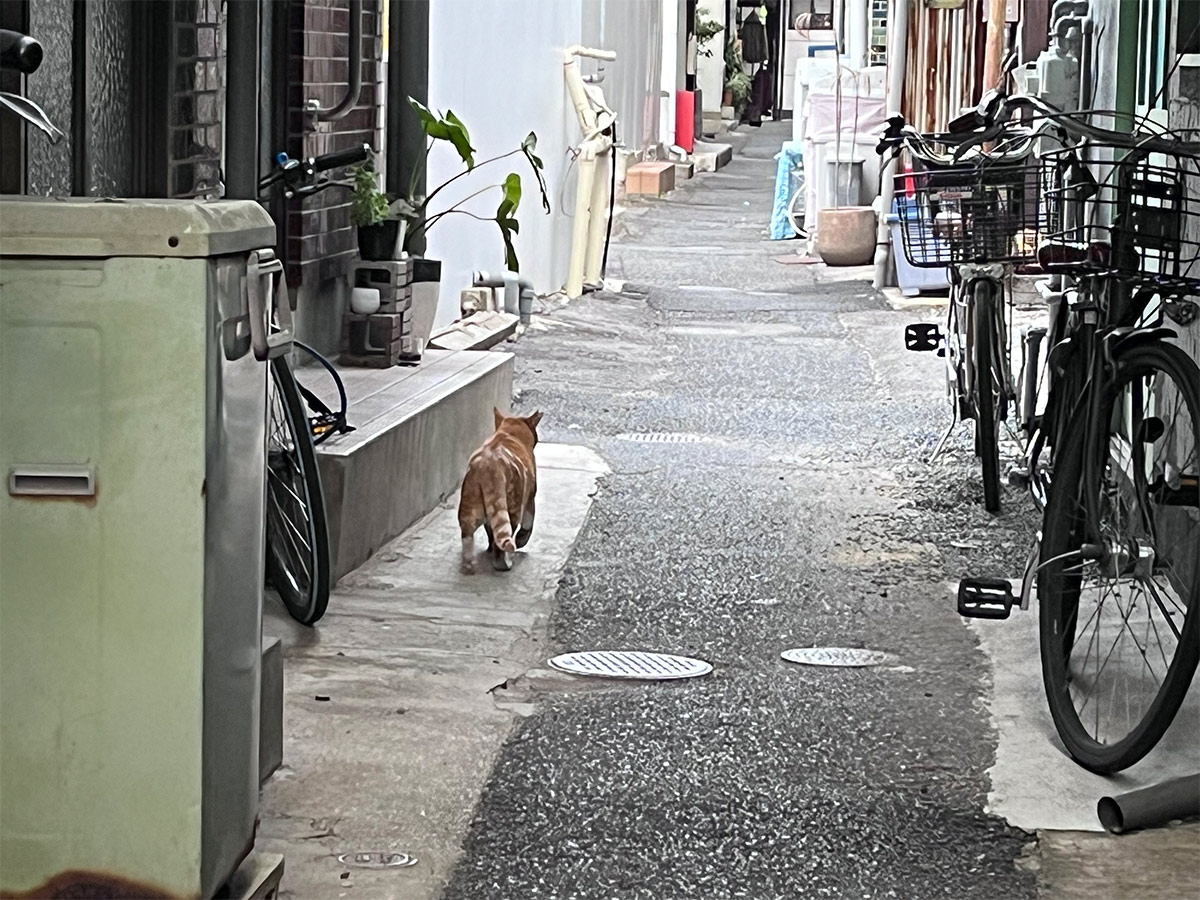 Cat in Onomichi