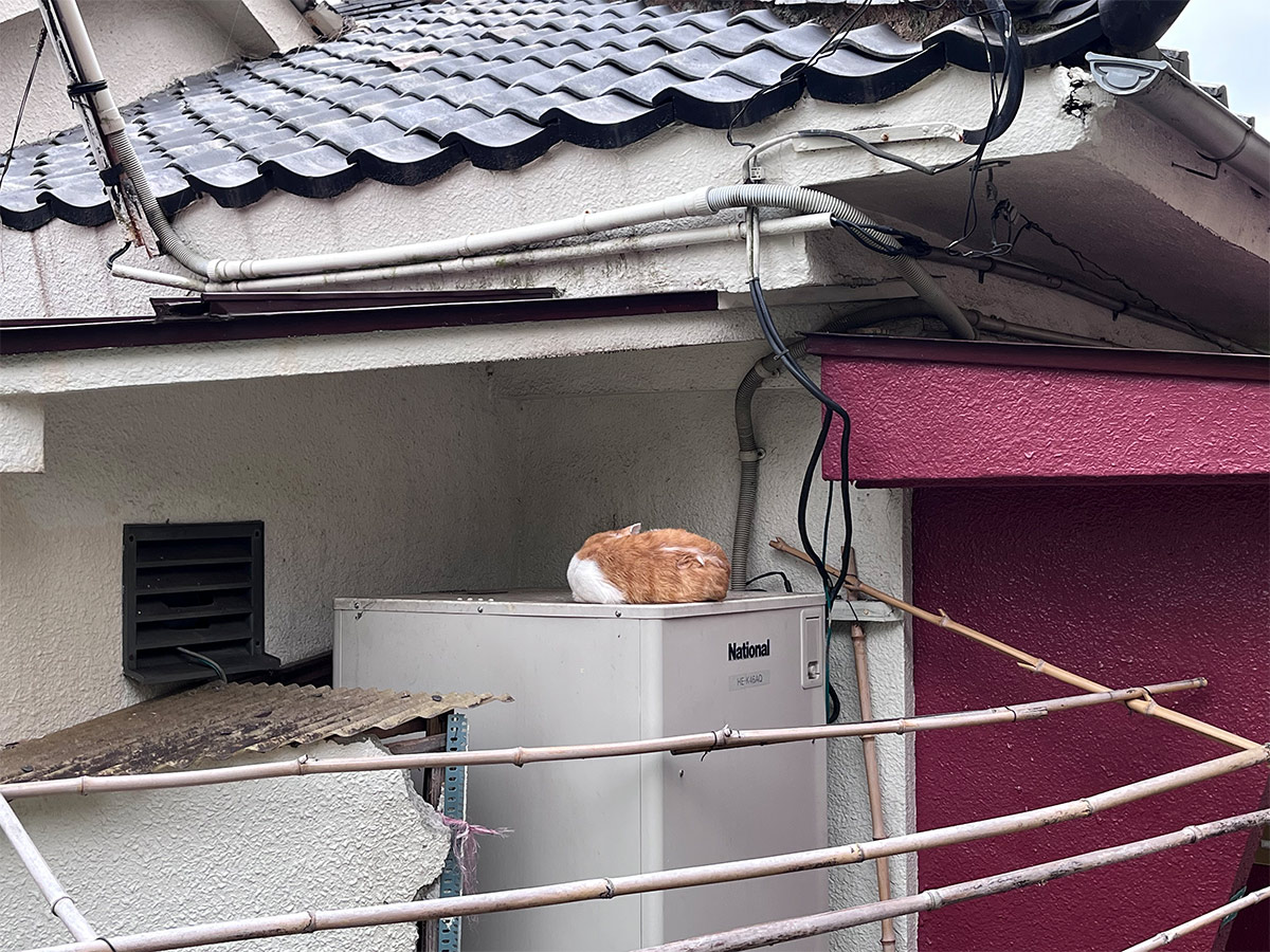 Cat in Onomichi