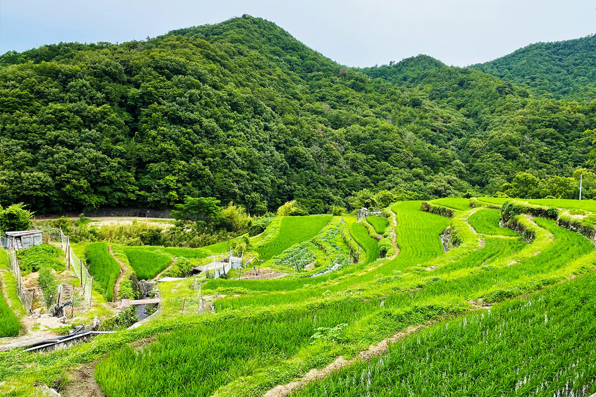 Each sake is carefully made by hand using rice grown in the scenic land.