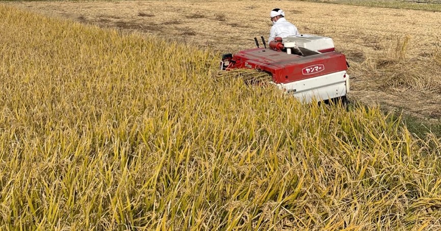 Rice harvesting and milling