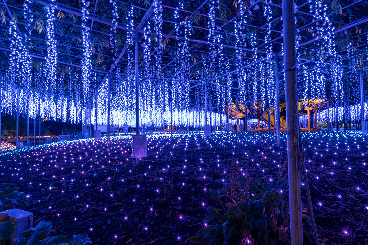 Ashikaga Flower Park in Tochigi Prefecture.