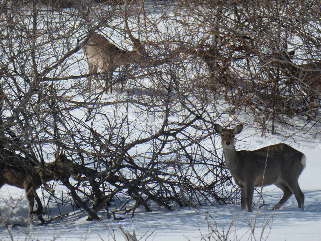  I found some animals! Is it a deer?