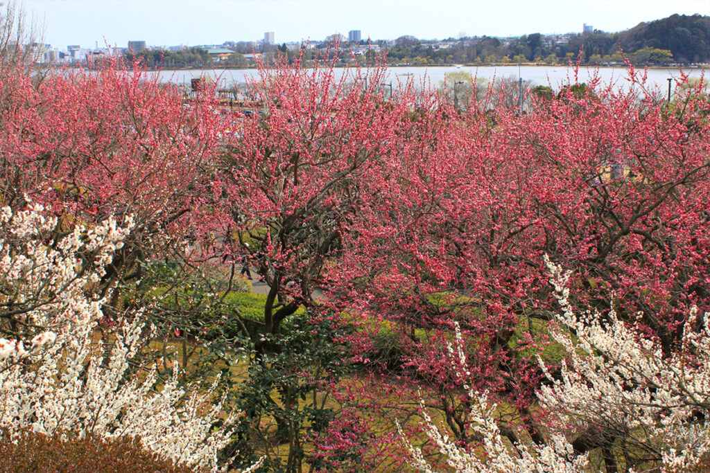 kairakuen plum