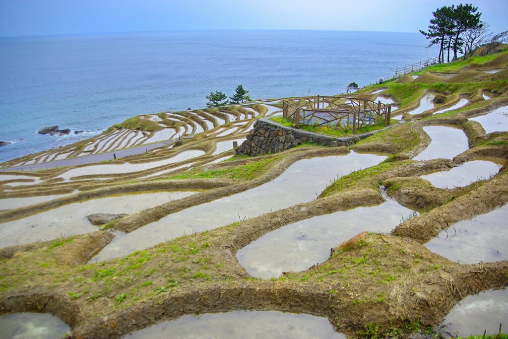 Shiroyone Senmaida before rice planting, with the sunlight reflecting off the surface of the water and making it sparkle.