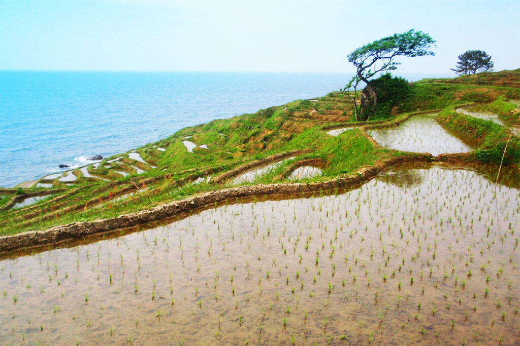 Shiroyone Senmaida just after rice planting.