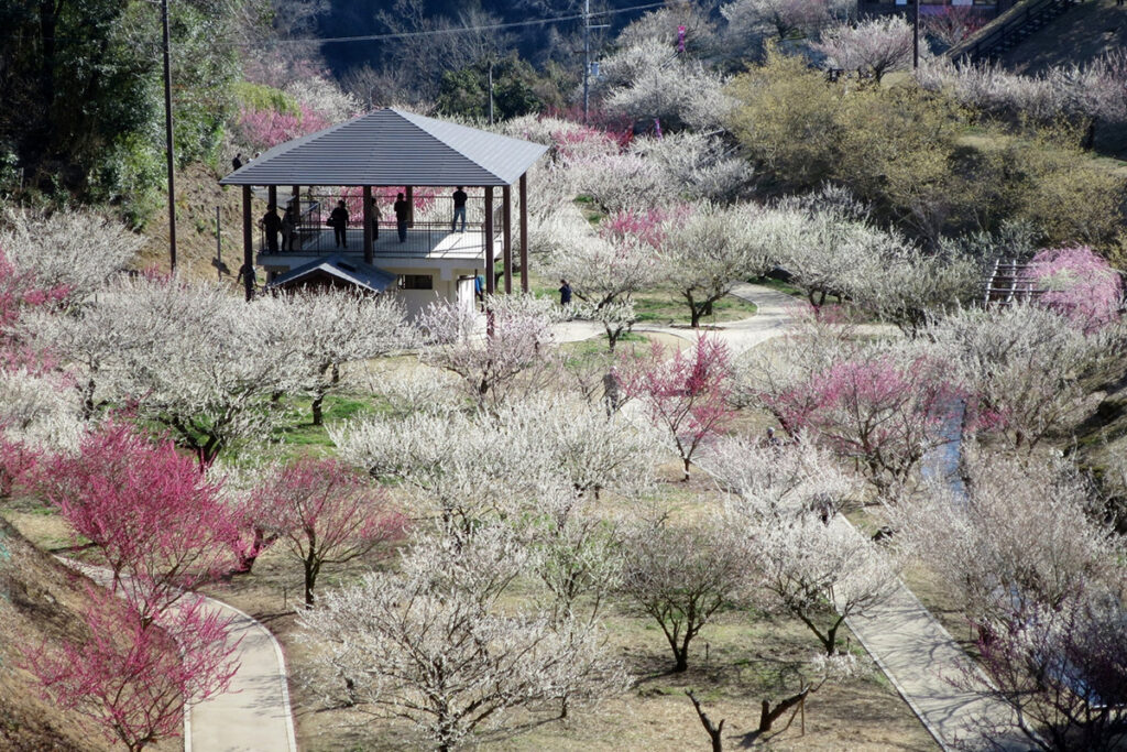 tsukigase bairin