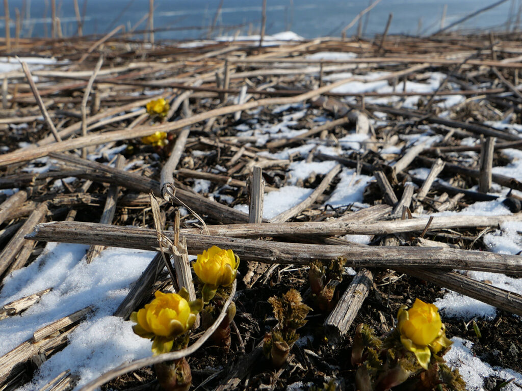 I also found flowers in the snow. They are pretty.