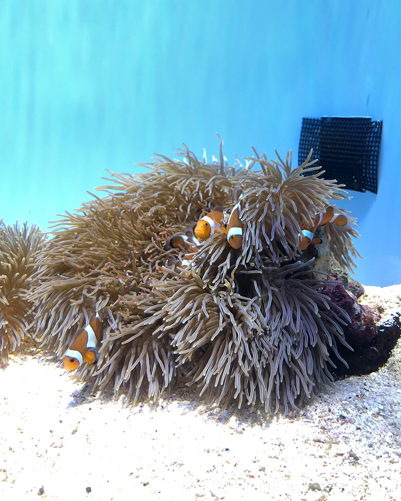 I actually didn't take many pictures at Churaumi Aquarium... clownfish was so cute that I only took pictures of clownfish lol.