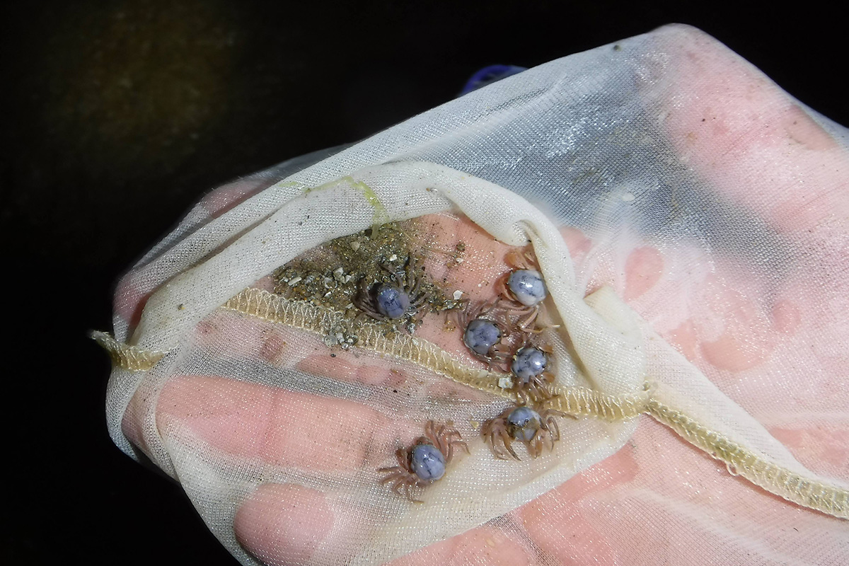 There are various kinds of crabs, which is amazing.