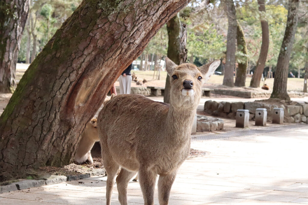 And, above all, it is famous for its adorable deer.