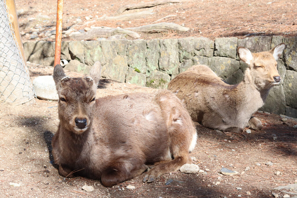 Nara Park is a vast historical park covering 660 hectares, and its most popular attraction is the friendly deer.